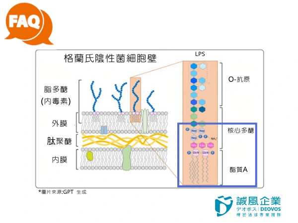 內毒素在哪邊? 內毒素在哪邊?